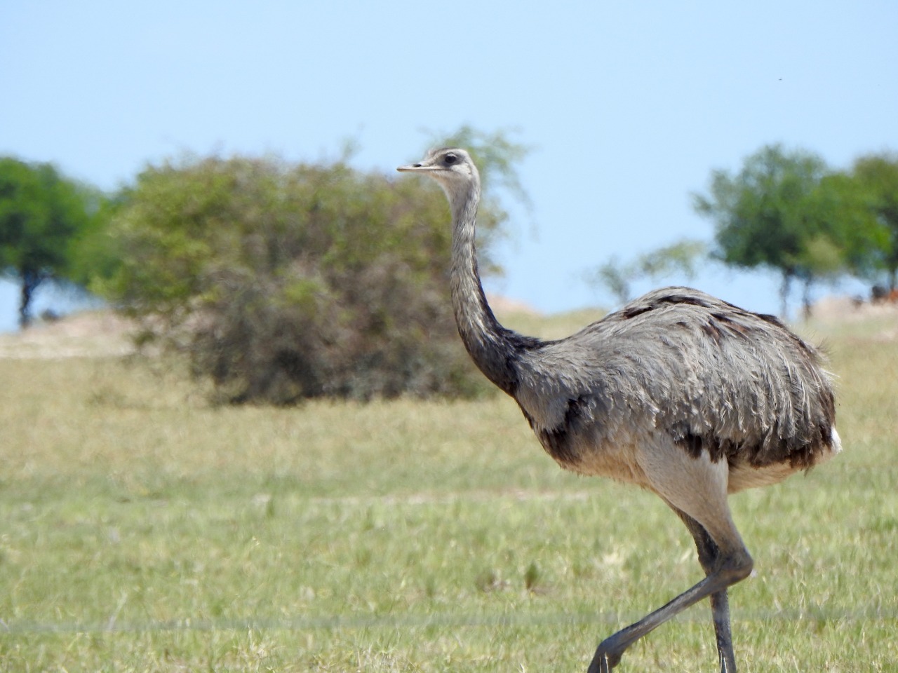  Rhea strolling in the woods.