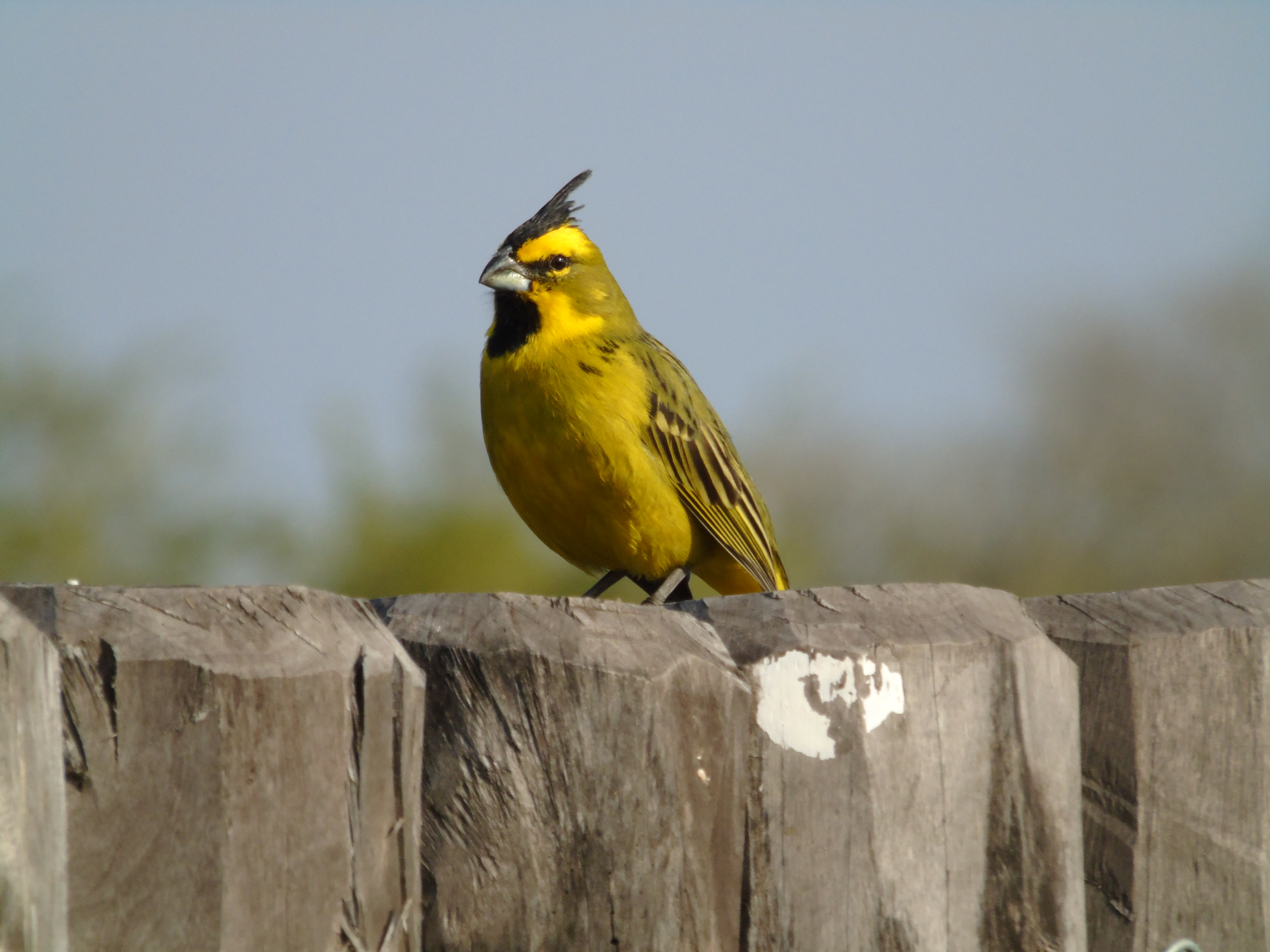Yellow Cardinal