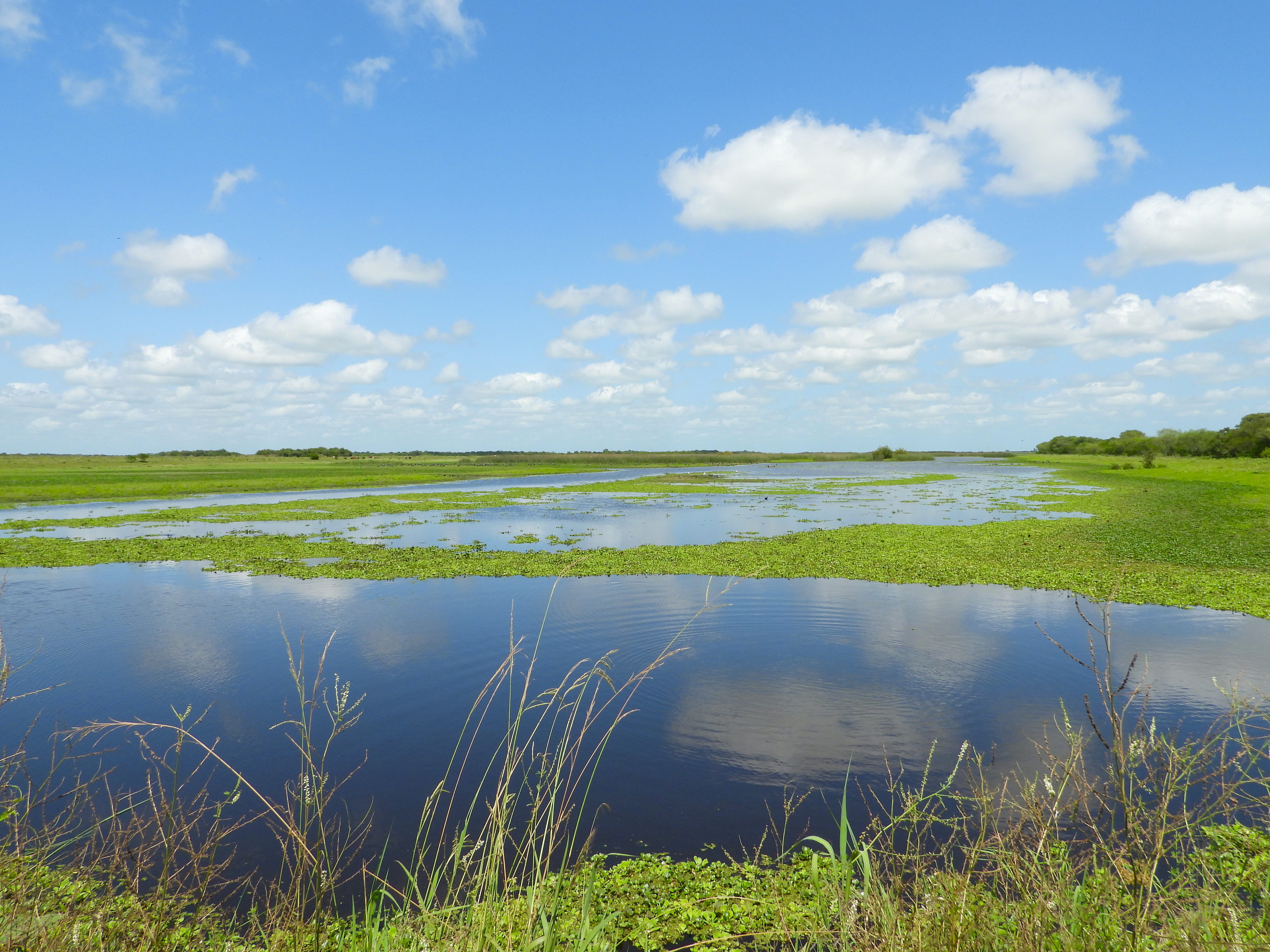 Ibera Wetlands.
