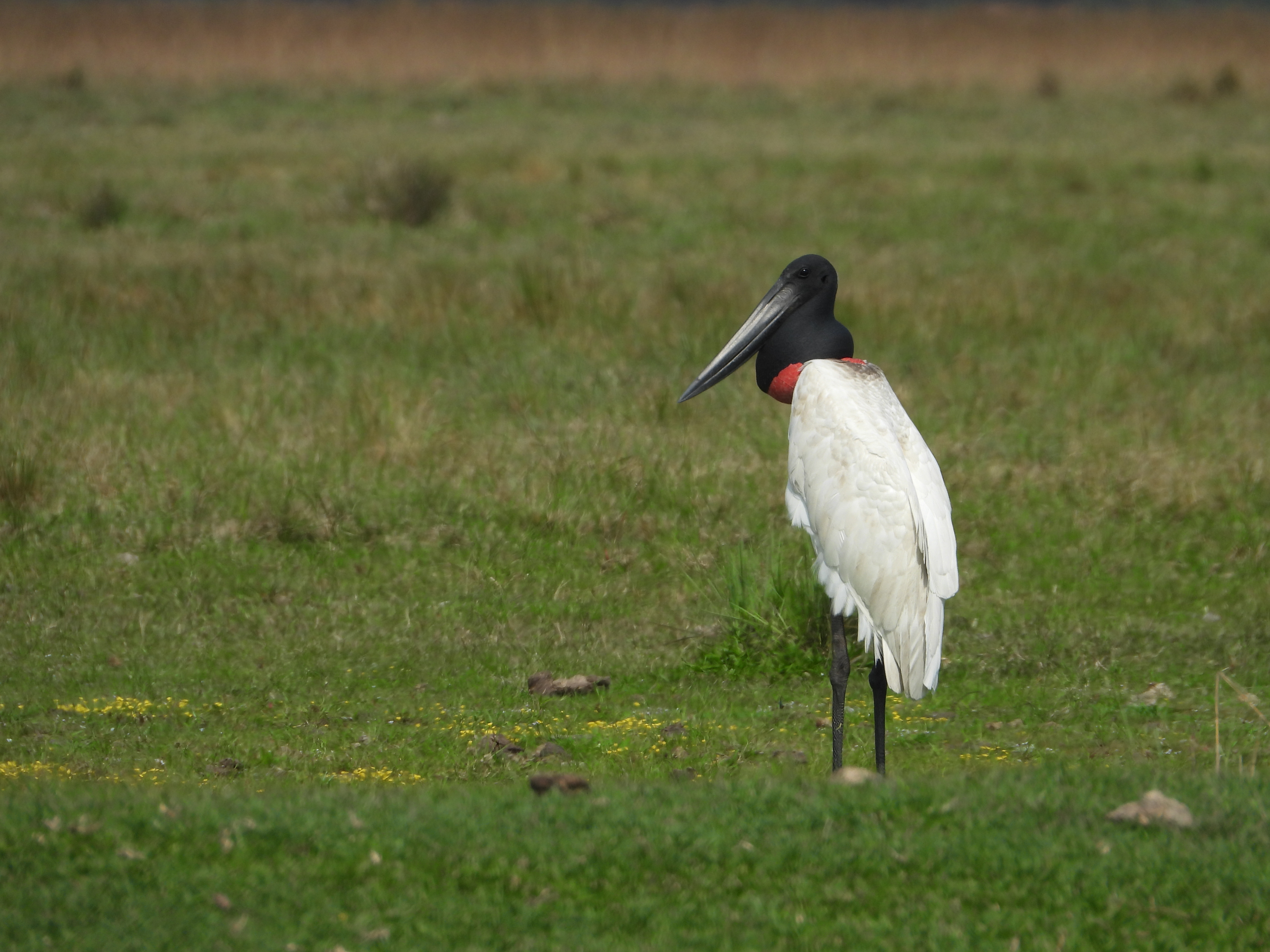  Jabiru strolling at sunset.