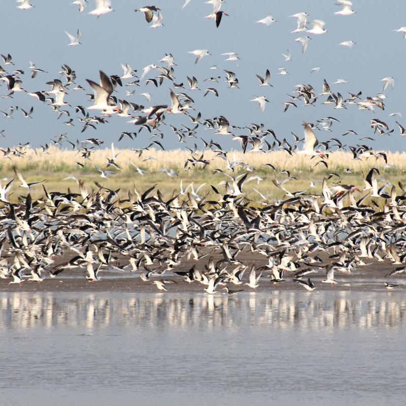 Pampas, Coast and Delta